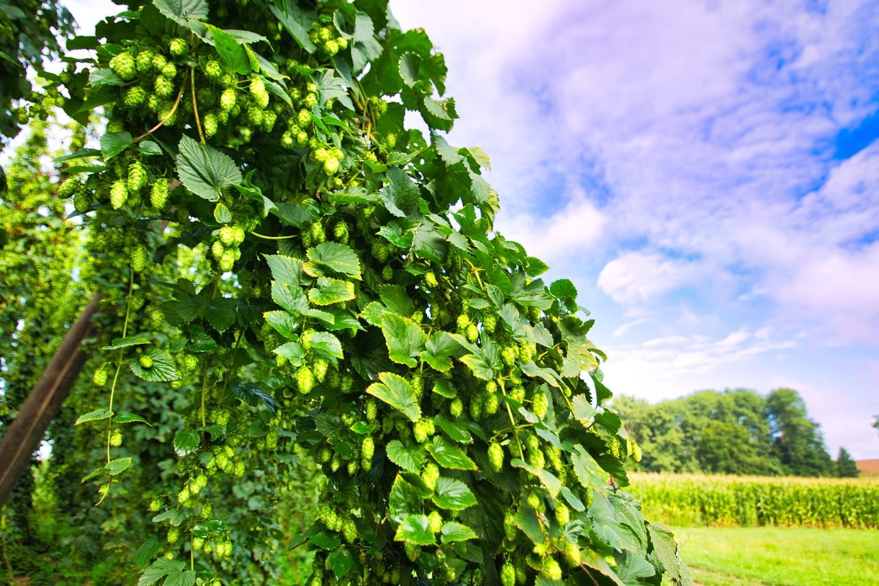 Humulus lupulus. Хмель Вьюн. Хмель лазающий.