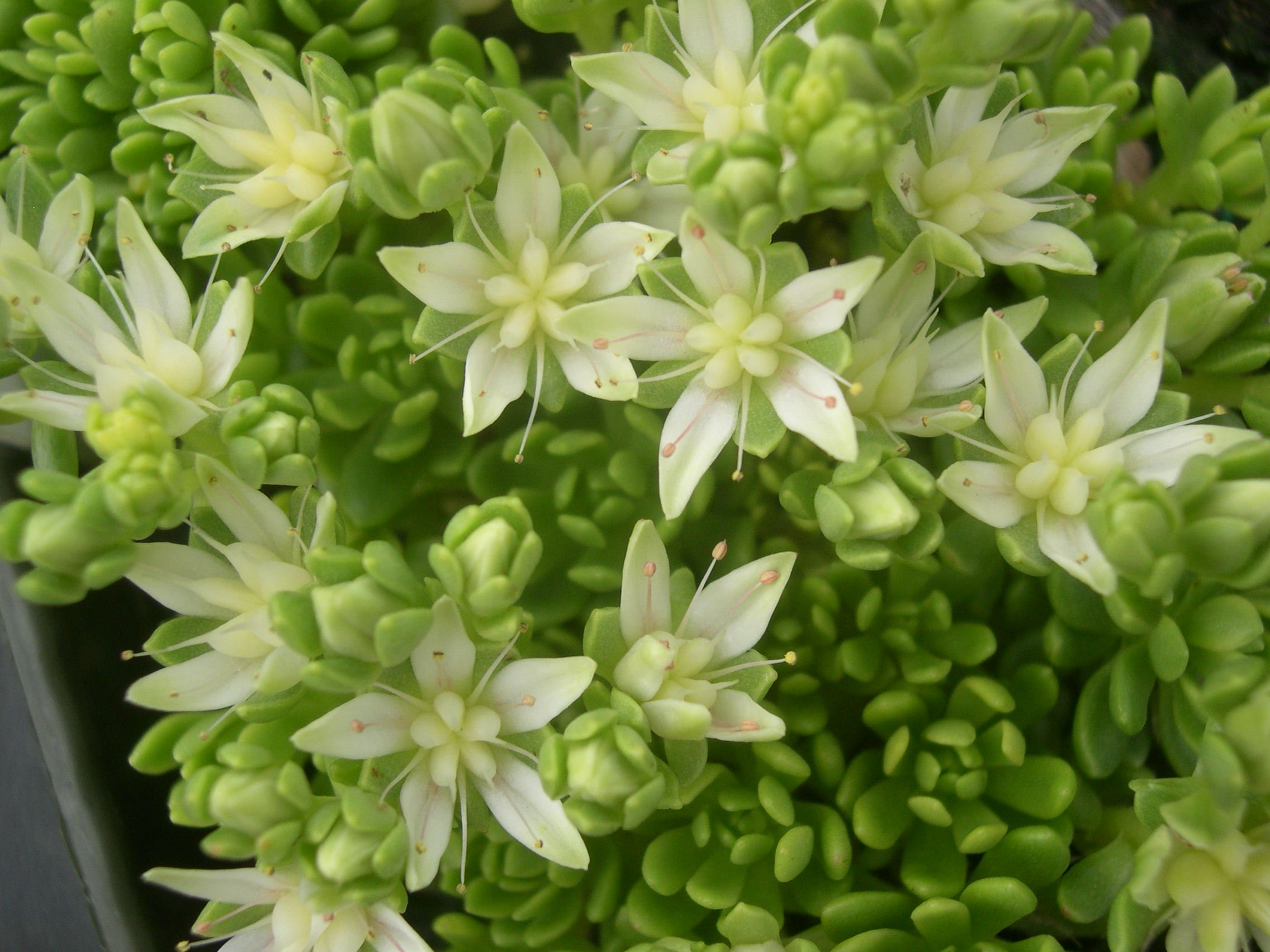 Очиток толстоветвистый Sedum pachyclados