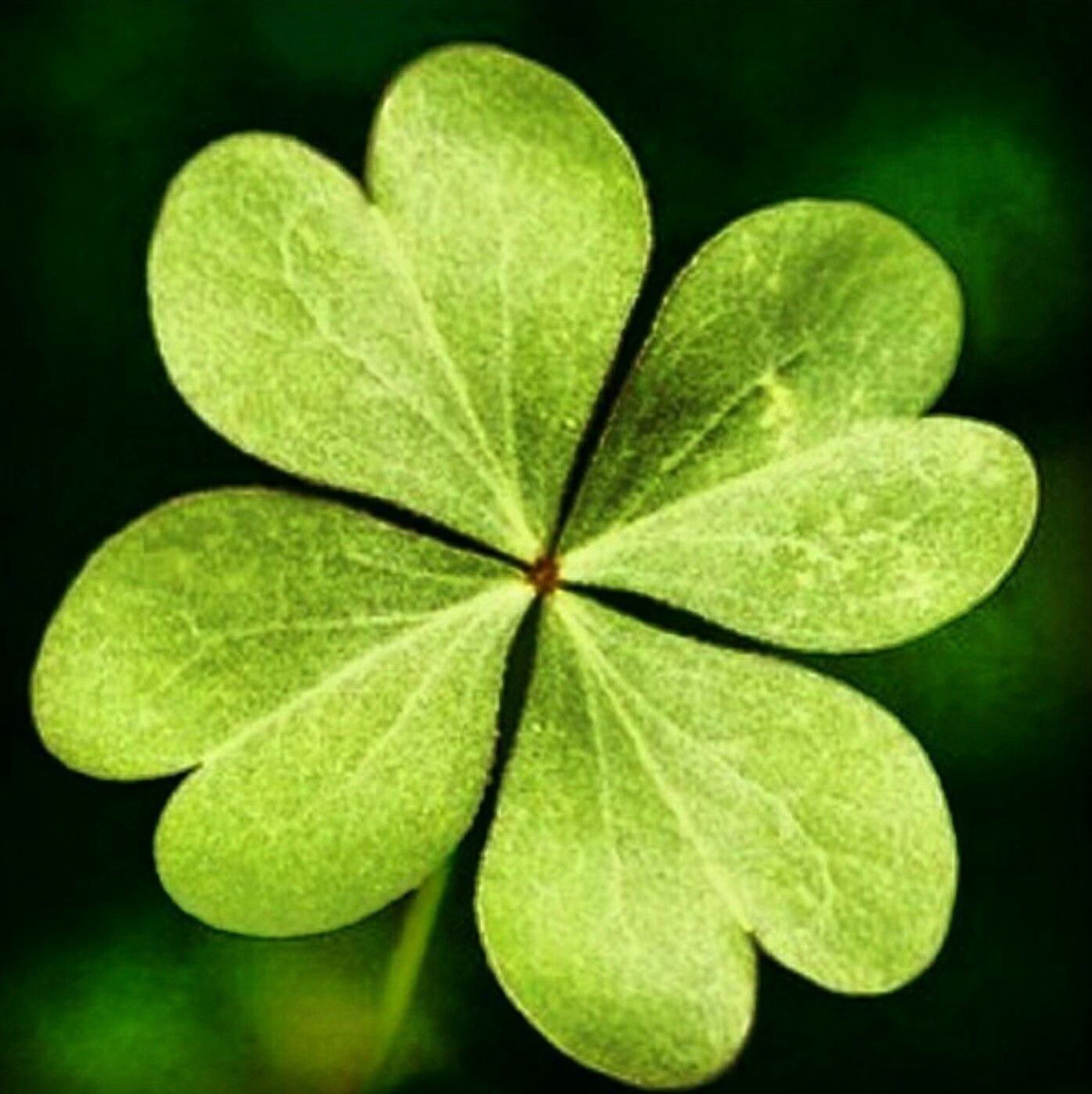 Цвет притягивающий удачу. Растение четырехлистник Клевер\. Трехлистный Клевер символ Ирландии. Четырёхлистный Клевер символ удачи. Клевер четырехлистный Святой Патрик.