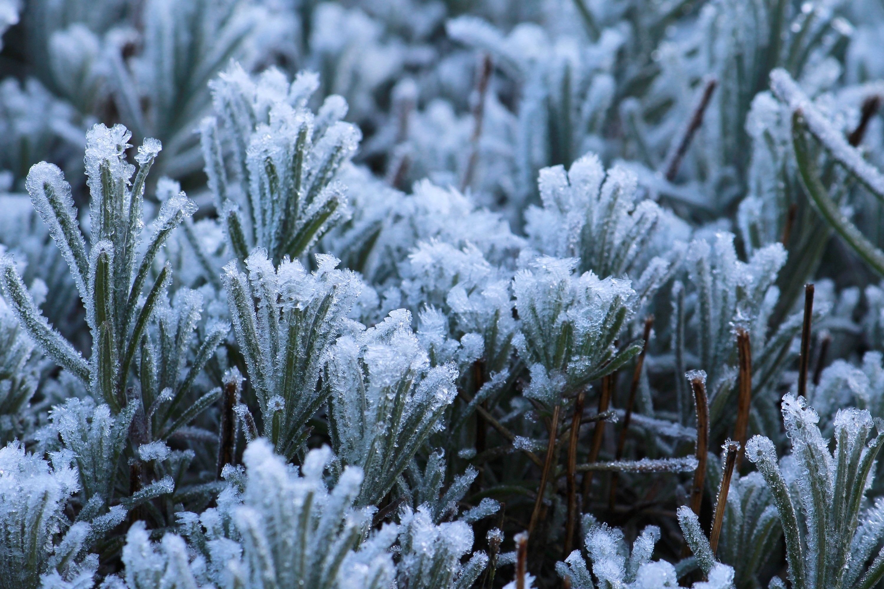Морозы заморозки. Зимние растения. Растения зимой. Зимние заморозки. Растения в снегу.