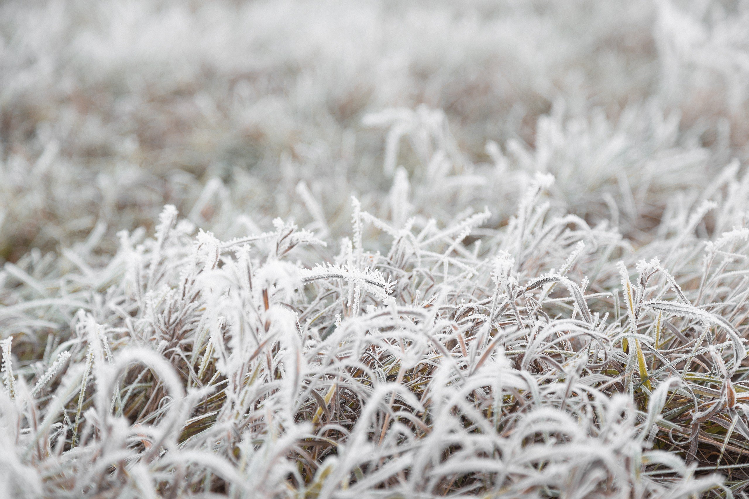 Пестрый снег. Зимняя трава. Снег на траве. Трава зимой. Растения под снегом.