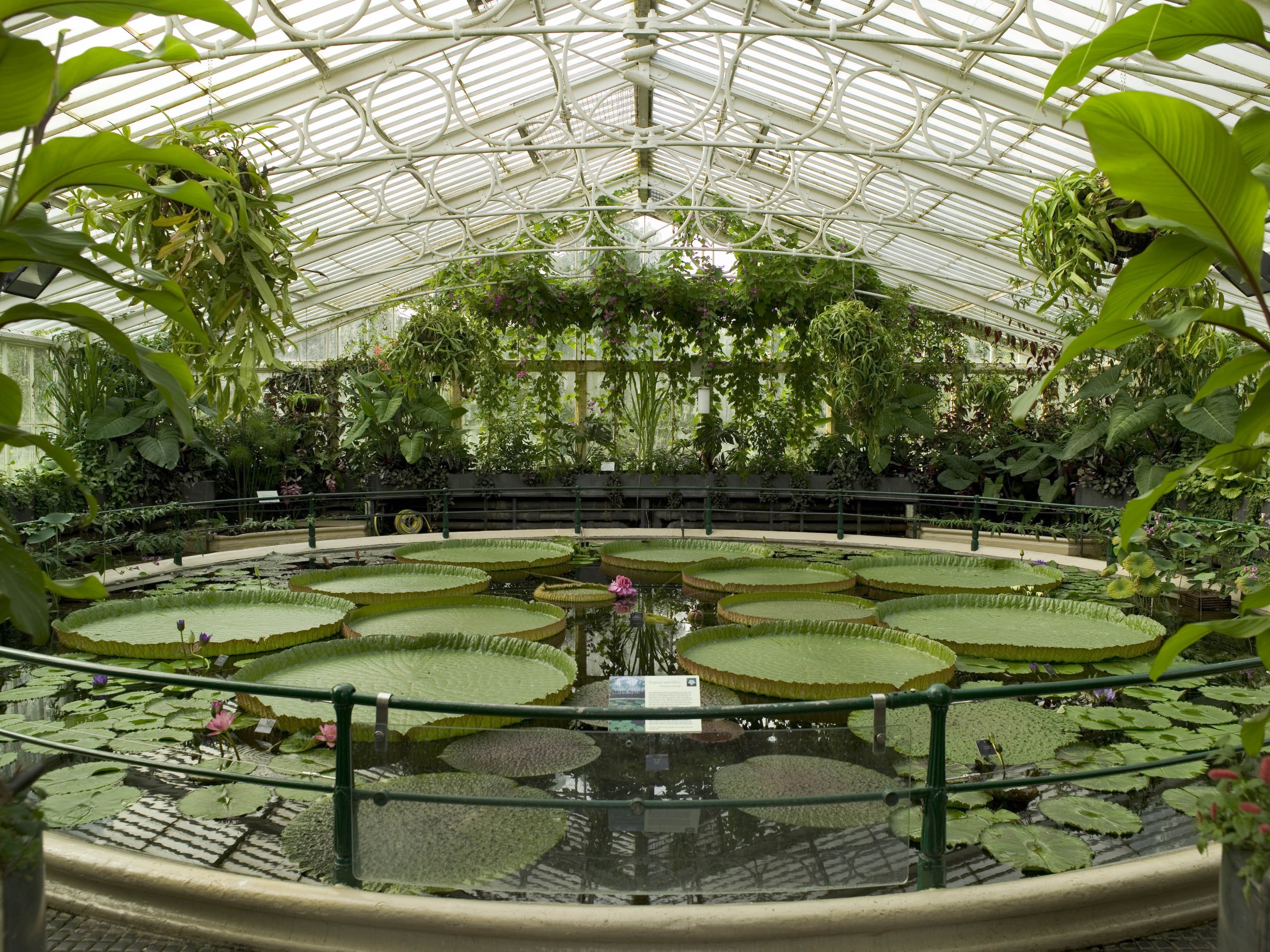 Какие растения в ботаническом саду. Оранжерея Кью Гарденс. Королевские Ботанические сады Кью Лондон. Водная оранжерея ботанического сада.