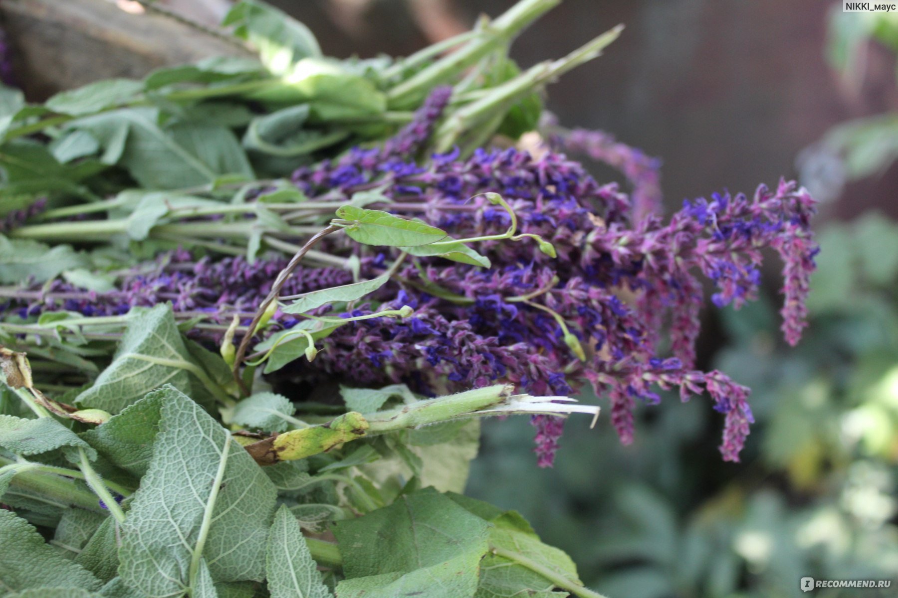 Цветы шалфея применение. Дымянка сорняк. Дымянка аптечная (fumaria officinalis). Шалфей сорняк. Шалфей в Турции.