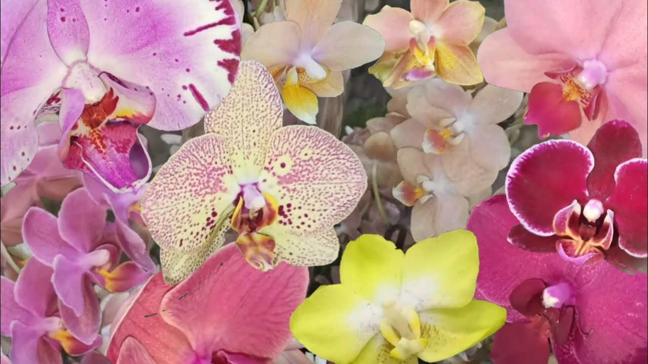 Купить орхидею в сочи