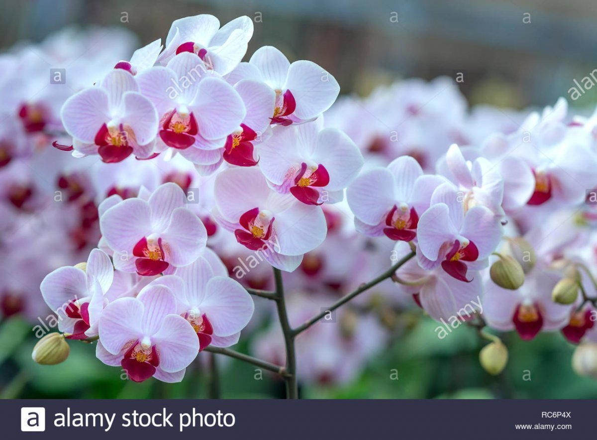 Фаленопсис (Phalaenopsis) – Орхидея