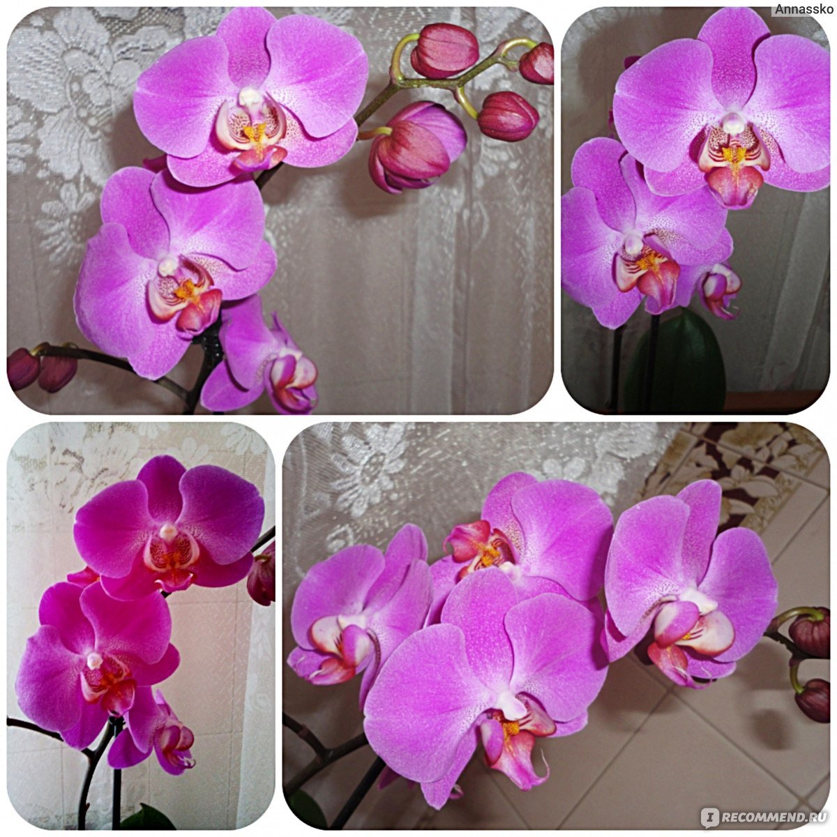Как отличить орхидею. Фаленопсис Юкка Орхидея. Орхидея сорт Юкка. Определить сорт орхидеи. Тестовые сорта орхидей.