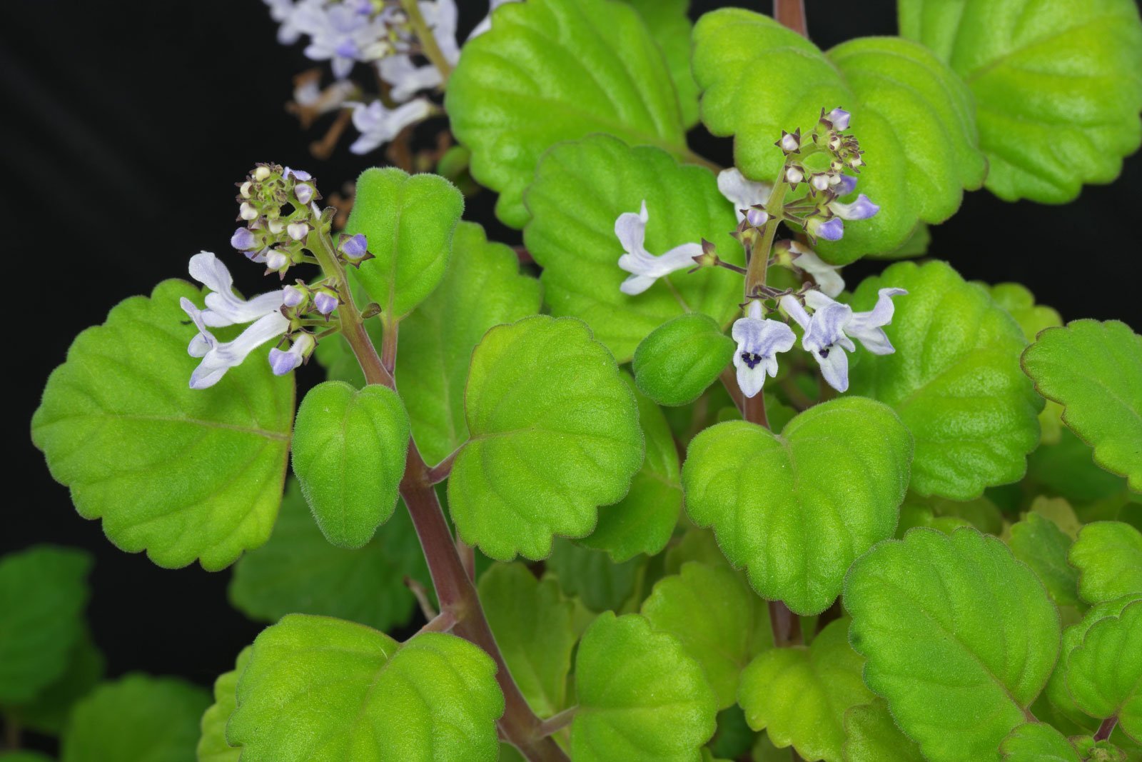 Plectranthus tomentosa