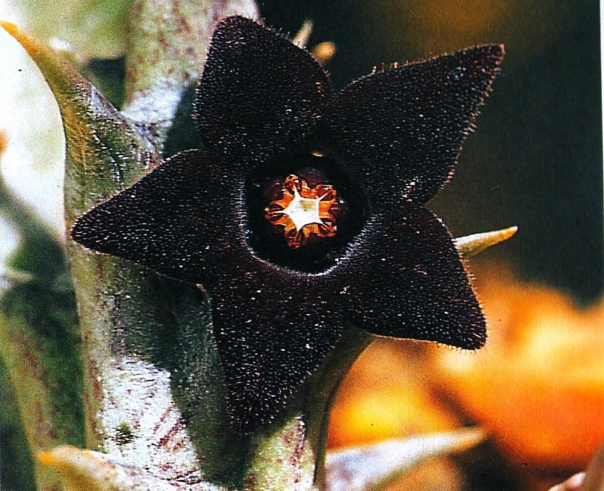 Stapelia glanduliflora