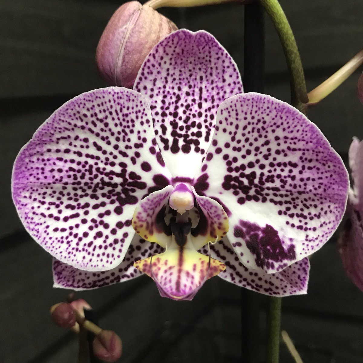 Орхидея Фаленопсис Лава