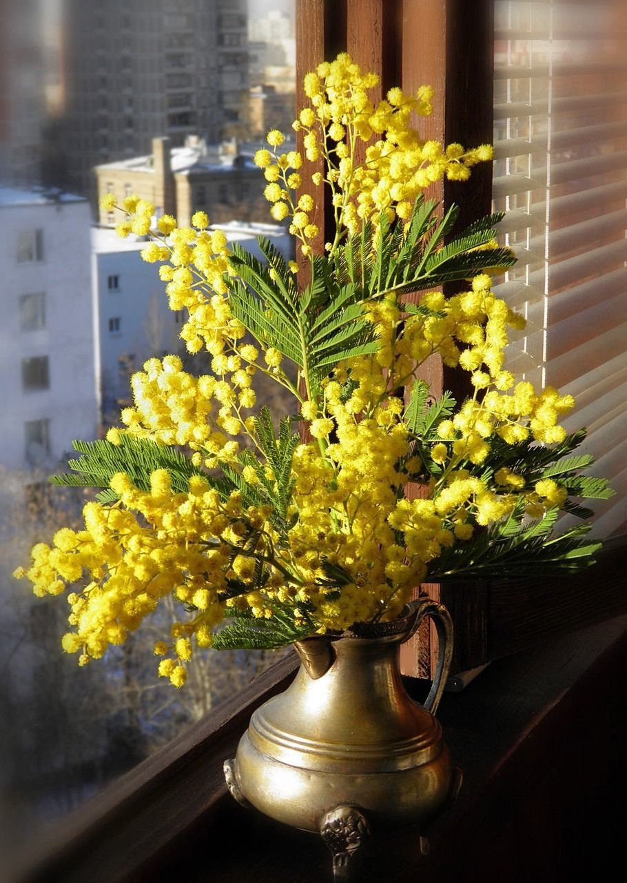 Как сохранить цветы мимозы в домашних условиях