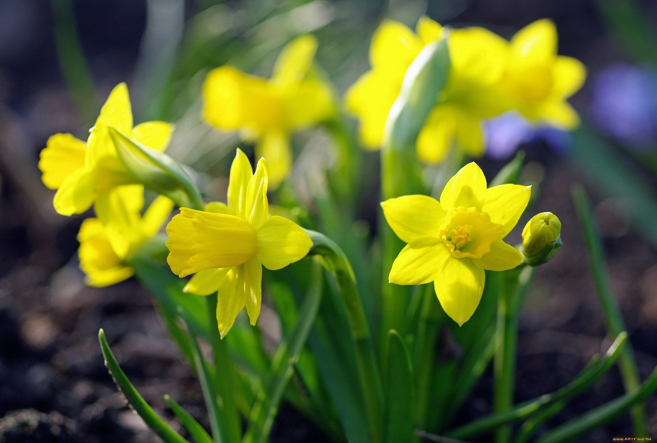 Желтые ранние цветы весной как называется. Первоцветы нарциссы. Луковичные первоцветы. Первоцветы луковичные желтые. Первоцветы нарциссы цветы.