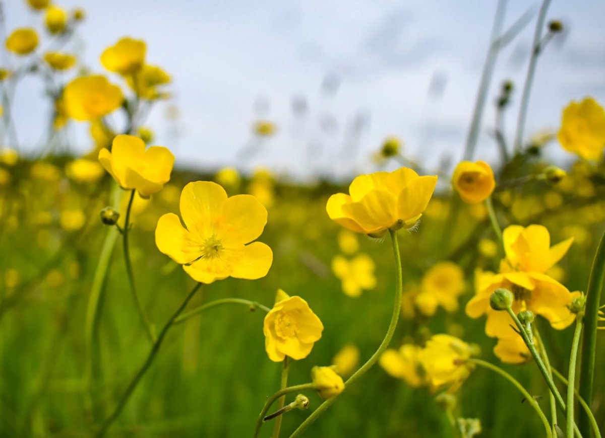 Лютик едкий (Ranúnculus Ácris