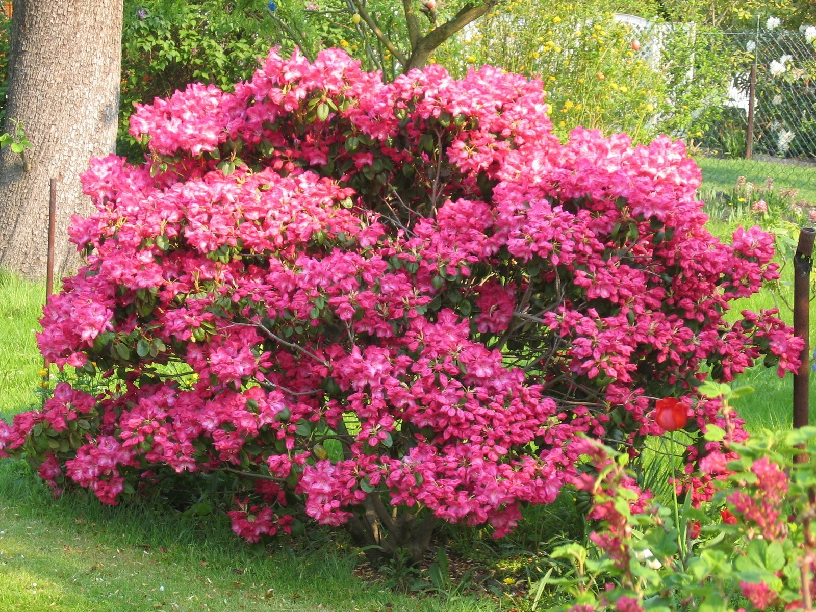 Название красивых кустарников цветущих. Рододендрон куст. Рододендрон листопадный Хоумбуш.
