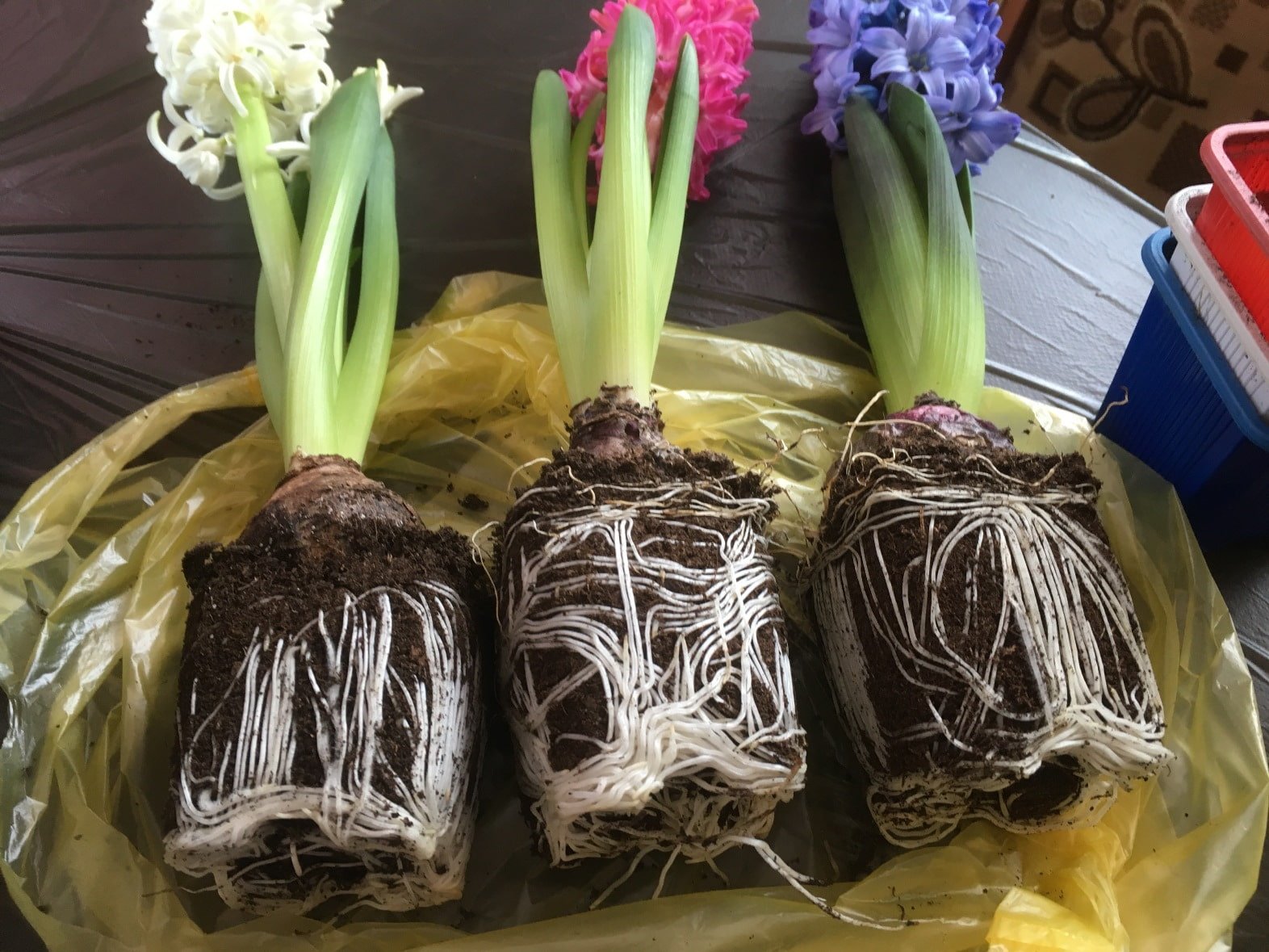 Высадка луковицы гиацинта