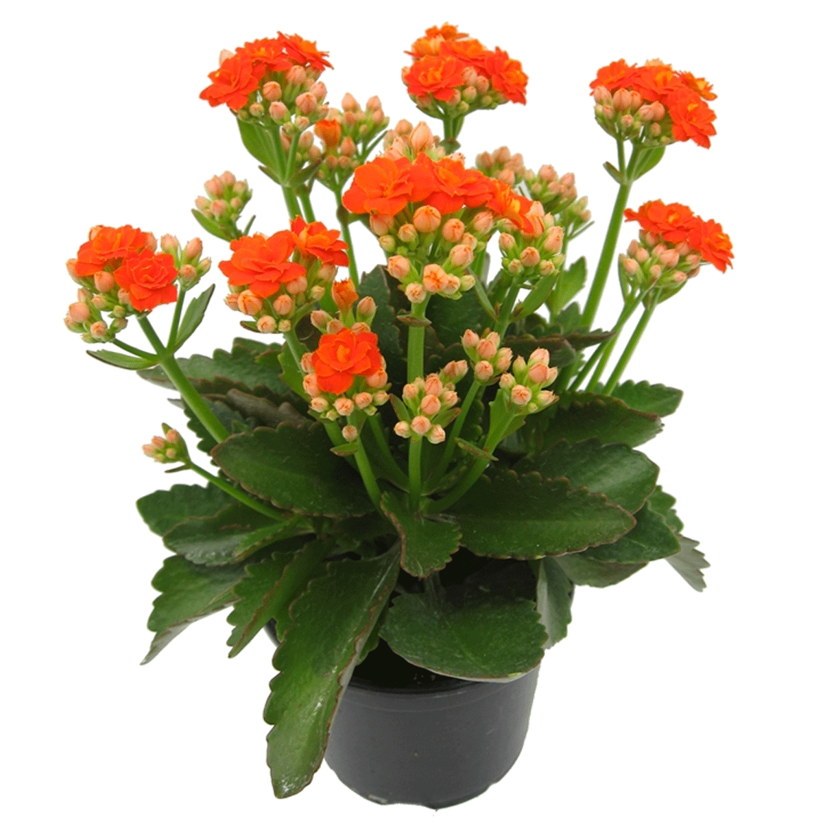 Kalanchoe blossfeldiana