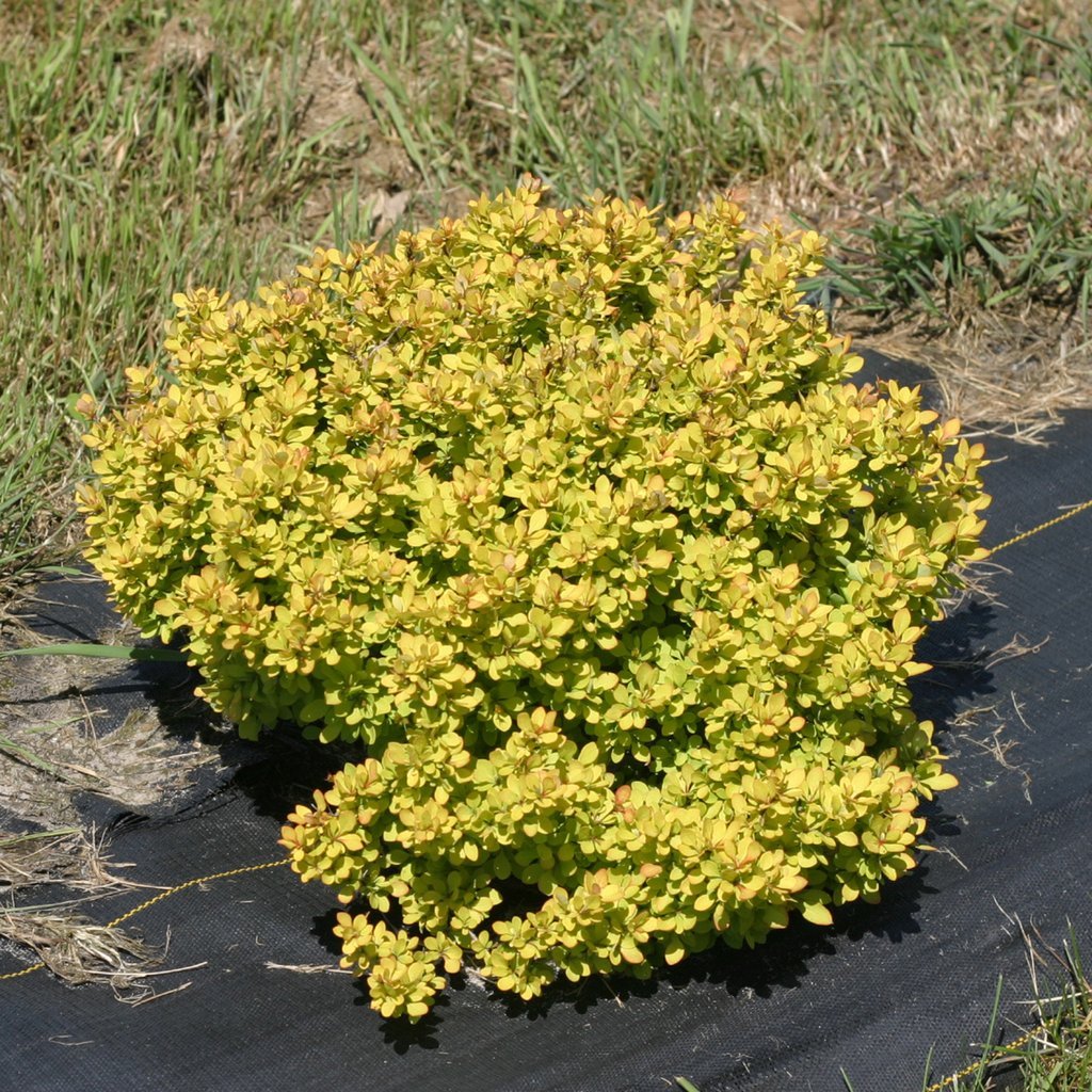 Голд описание. Барбарис Тунберга Бонанза. Барбарис Тунберга (Berberis thunbergii Bonanza Gold. Барбарис Bonanza Gold. Барбарис Тунберга Bonanza Gold (Бонанза Голд).