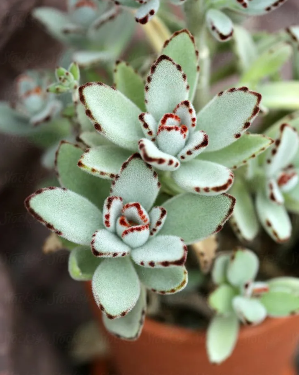 Каланхоэ виды и сорта с фото. Каланхоэ войлочное Kalanchoe tomentosa. Каланхоэ Спайдер Грин. Каланхоэ мраморное (Kalanchoe Marmorata). Каланхоэ Милотти суккулент.