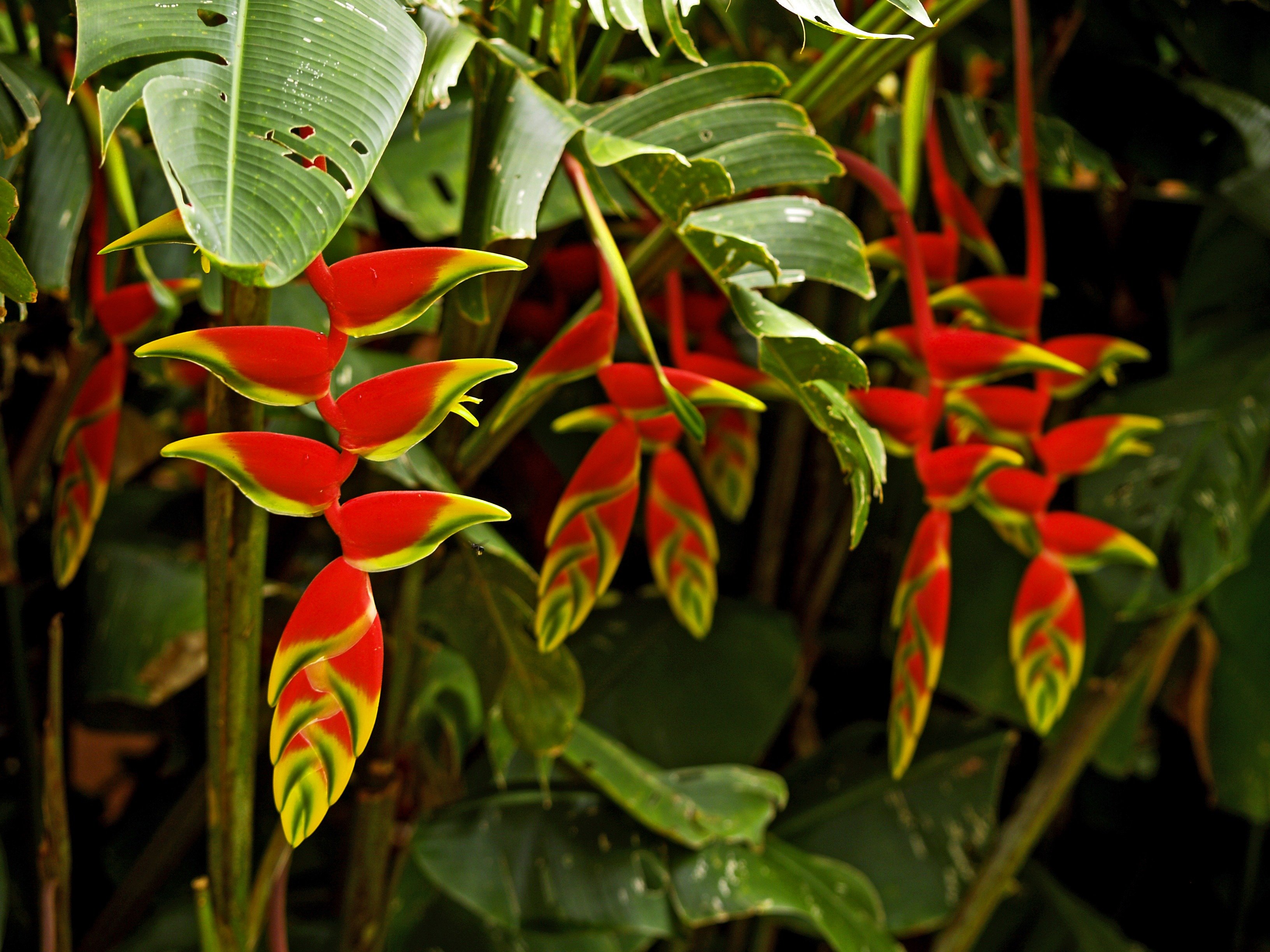 Tropical plant. Геликония Тропикал. Геликония индийская (Heliconia Indica). Чили Сельва тропические цветы. Геликония двухцветная.