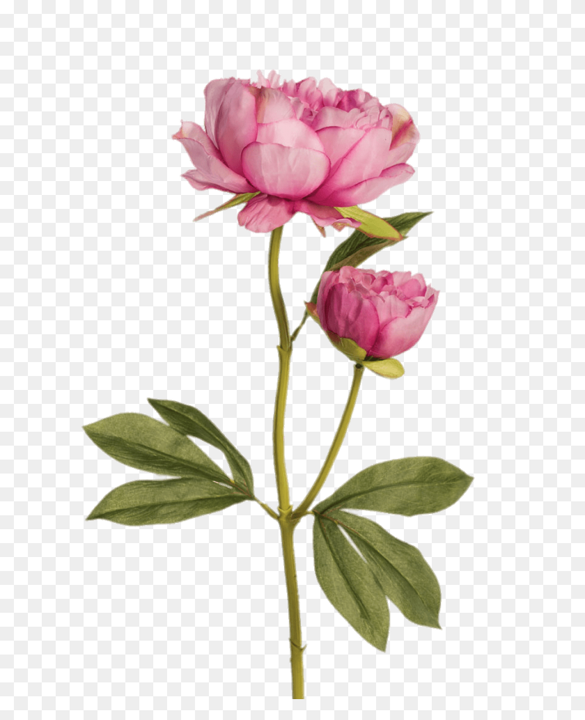 Пиони Пинк (Peony Pink). Пион цветоножка. Стебель пиона. Стебель листья пиона