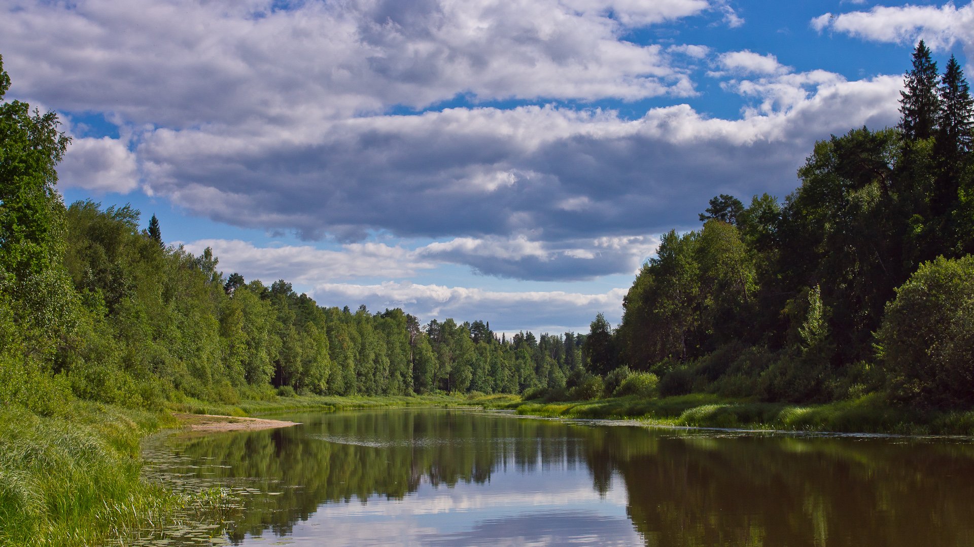 Растения реки Ветлуги