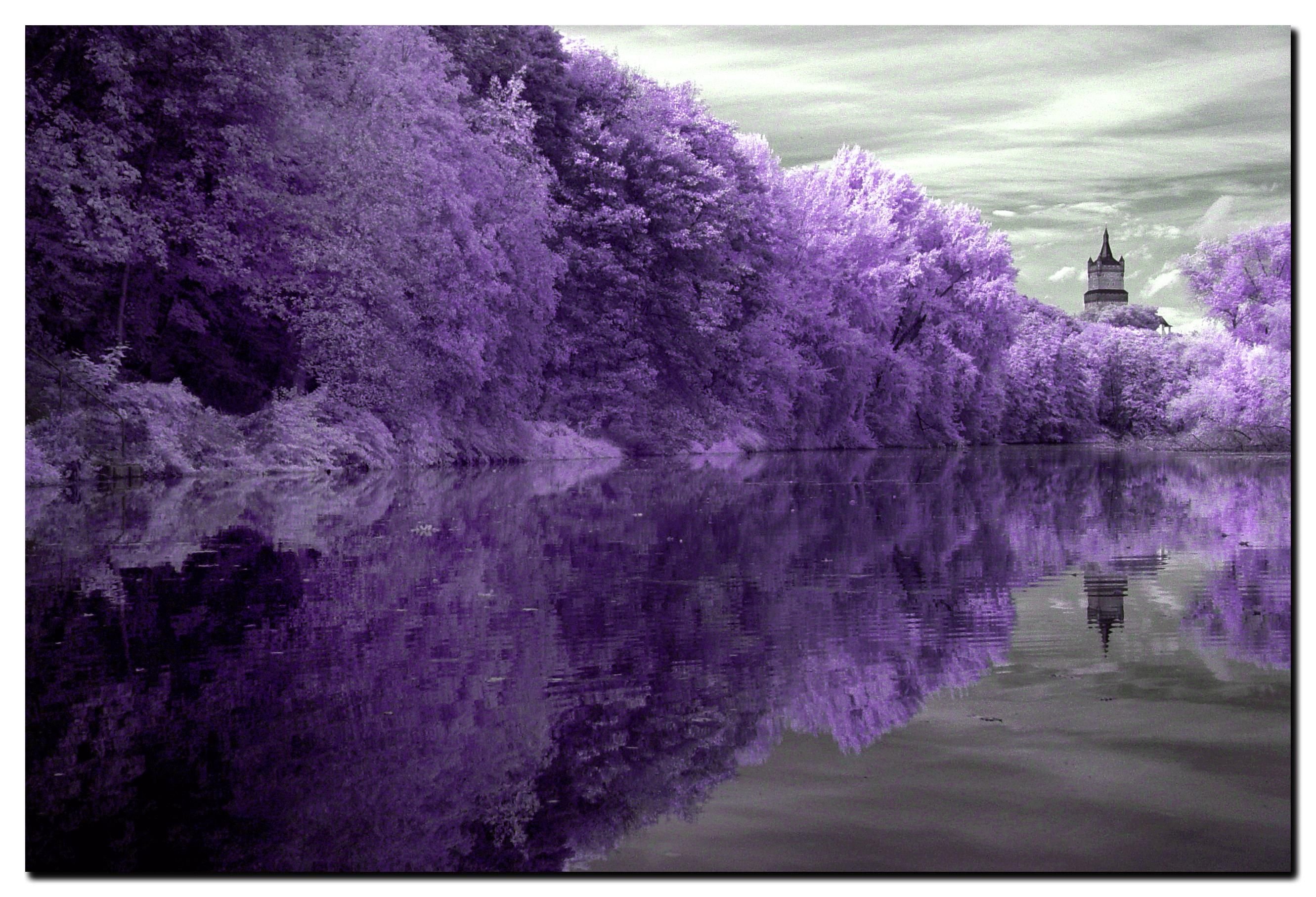 Фиолетовый обои картинки. Сиреневая природа. Природа в фиолетовых тонах. Сиреневые цветы. Пейзаж в фиолетовых тонах.