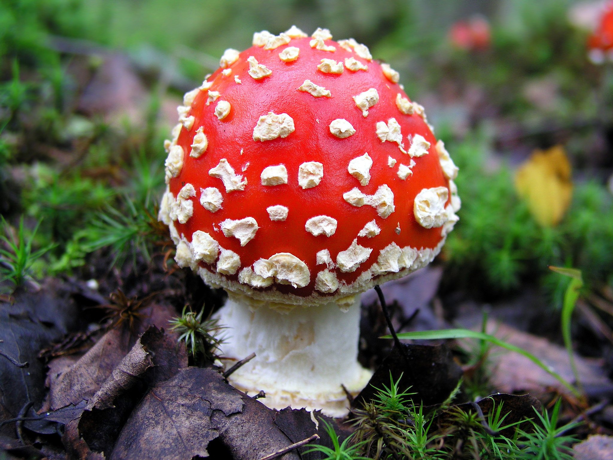 Amanita