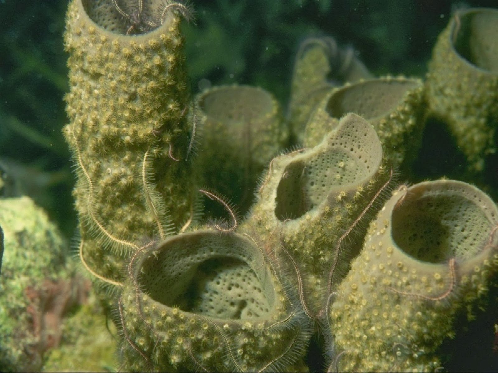 Самыми глубоководными водорослями являются. Морская губка Euplectella. Губки Porifera Spongia. Шестилучевые губки силура. Подводные растения.