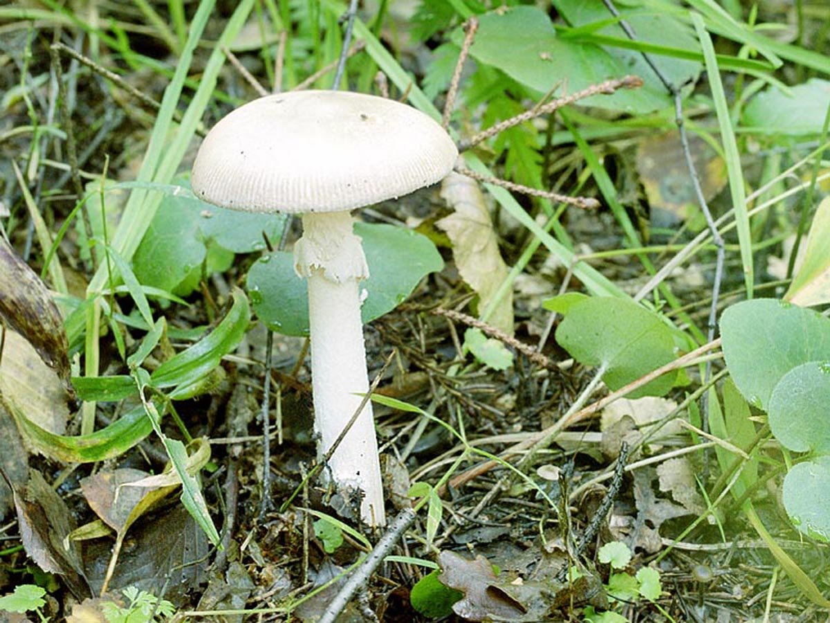 Токсин поганки. Бледная поганка гриб. Мухомор белый (Amanita Verna). Мухомор весенний (Amanita Verna). Бледная поганка белая.