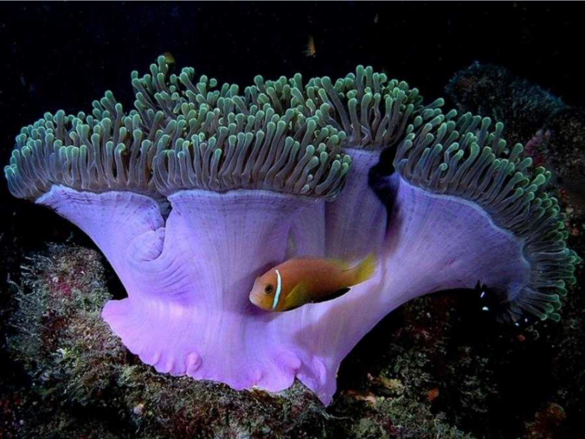 Губки осьминоги. Губки Porifera Spongia. Подводные растения. Обитатели морей и океанов. Подводные обитатели.