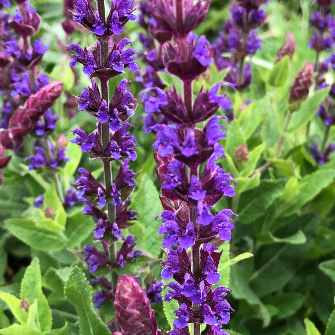 Шалфей Salvia hybrida amante