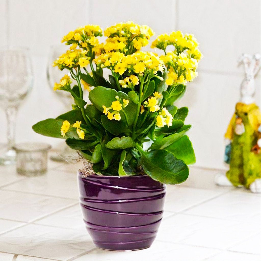 Kalanchoe blossfeldiana