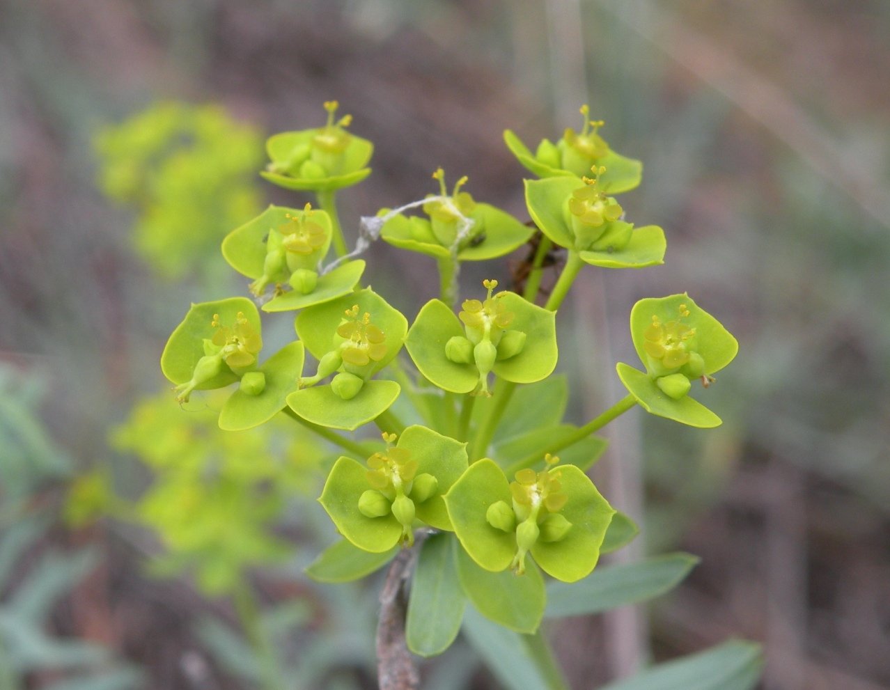 Молочай Euphorbia seguieriana