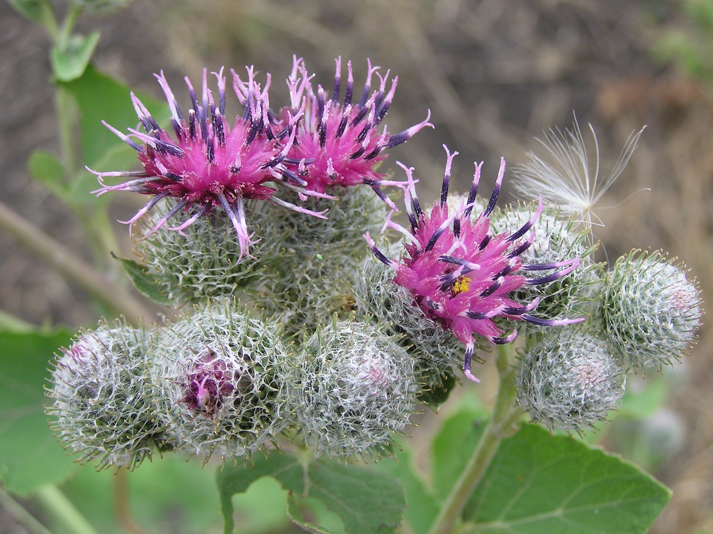 Лопух паутинистый Arctium tomentosum