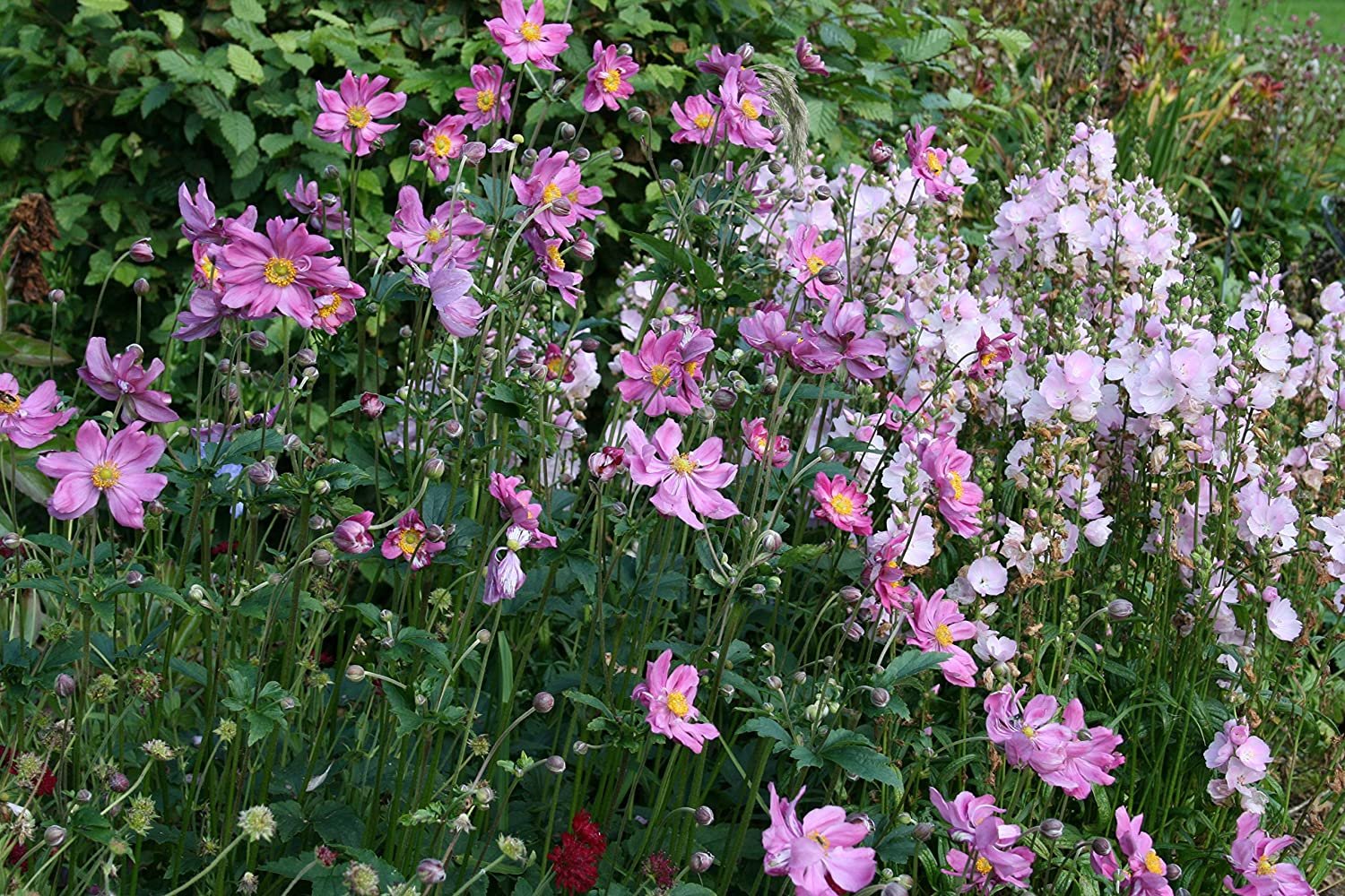 Анемона японская Pamina. Анемона японская Pamina (Памина). Анемона японская (Anemone japonica). Анемона гибридная Pamina.