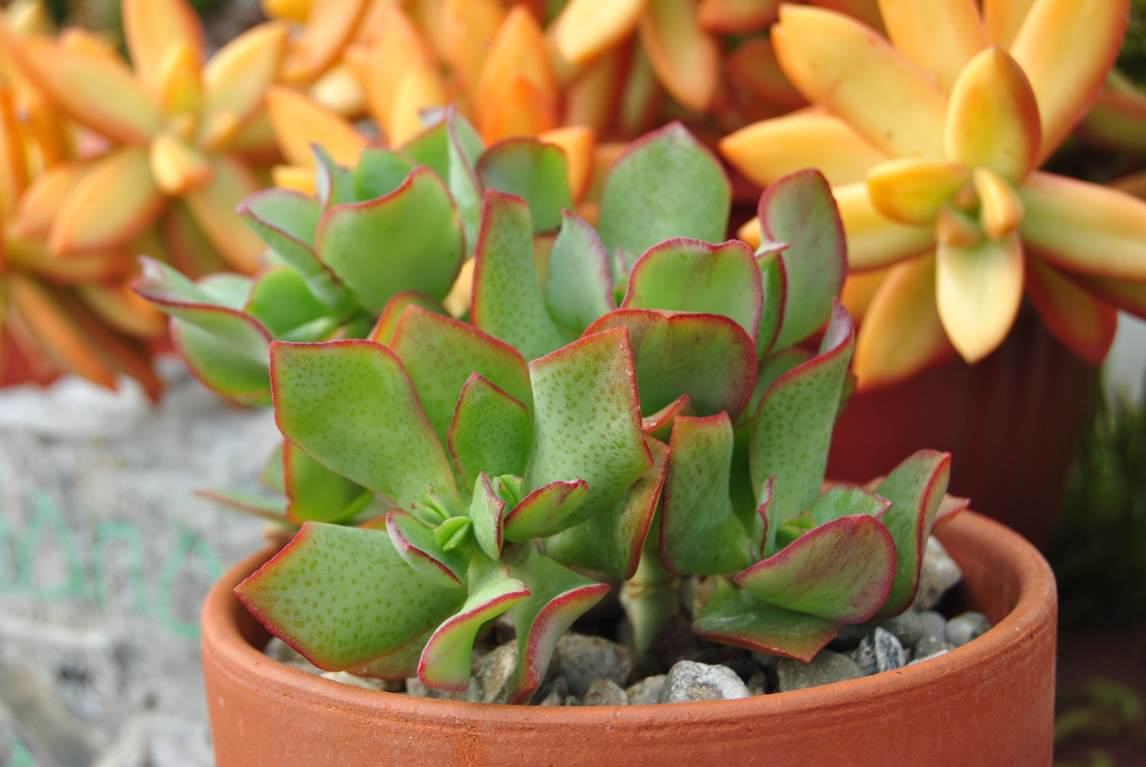 Крассула. Крассула arborescens. Крассула Дегремона. Крассула Эрнеста Crassula ernestii. Крассула curly Green.