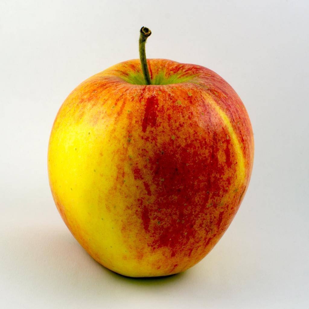 сорт яблок пинова фото