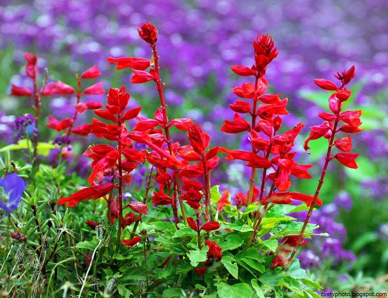 Salvia. Сальвия хорминумовая. Сальвия шалфей красная. Сальвия сверкающая. Сальвия мелколистная.