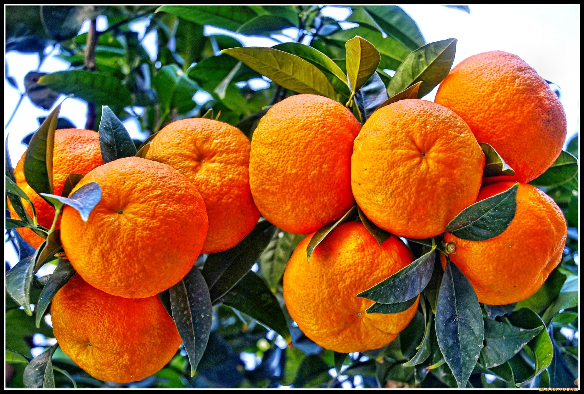 Мандарин 36. Мандарин дарахти. Мандарин уншиу дерево. Мандарин уншиу Вариегата. Цитрус мандарин (плоды желто-оранжевые).