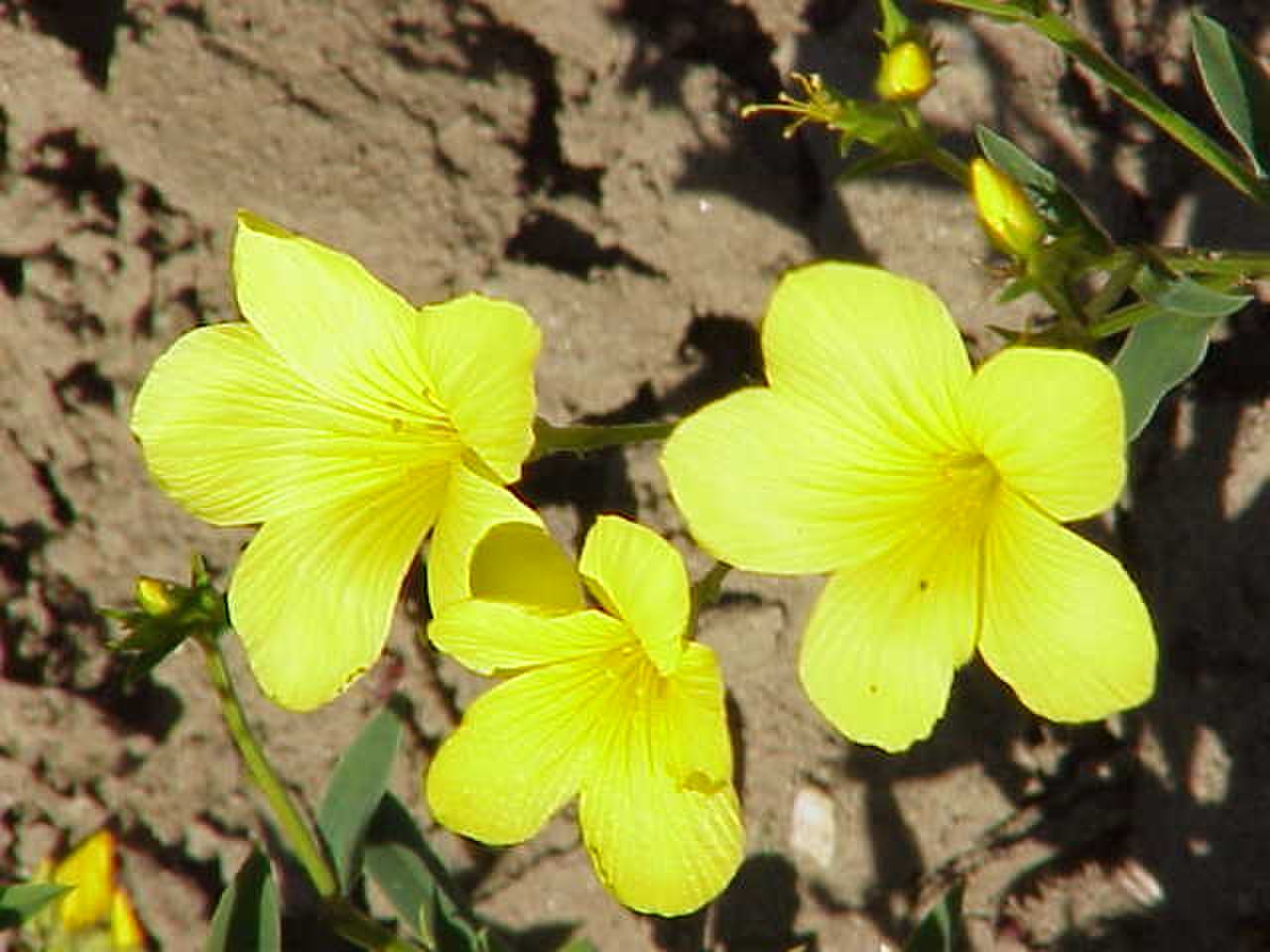 Лён жёлтый Linum flavum