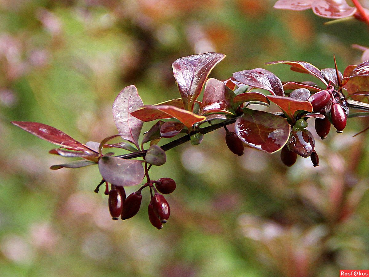 Стебель барбариса. Барбарис продолговатый Berberis oblonga. Барбарис Мишель. Барбарис Тунберга колючки. Барбарис Степной.