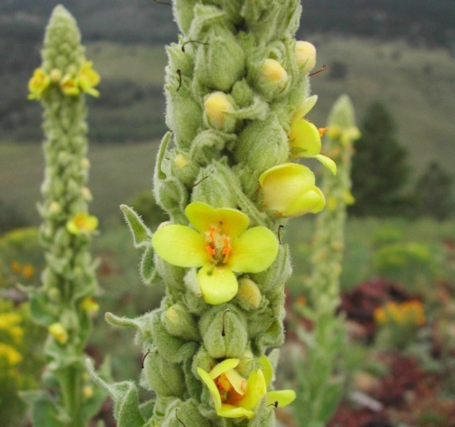 Трава медвежьи ушки название. Коровяк (Вербаскум) скипетровидный. Verbascum Thapsus. Коровяк обыкновенный Медвежье ухо. Verbascum Thapsus коровяк обыкновенный.