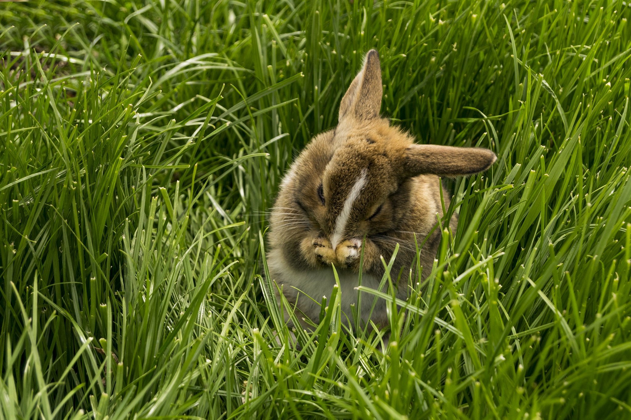 Видео где кролик. Заяц. Кролик. Смешные кролики. Кролик в траве.