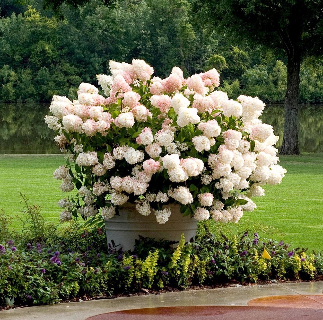 Гортензия метельчатая Bouquet Rose