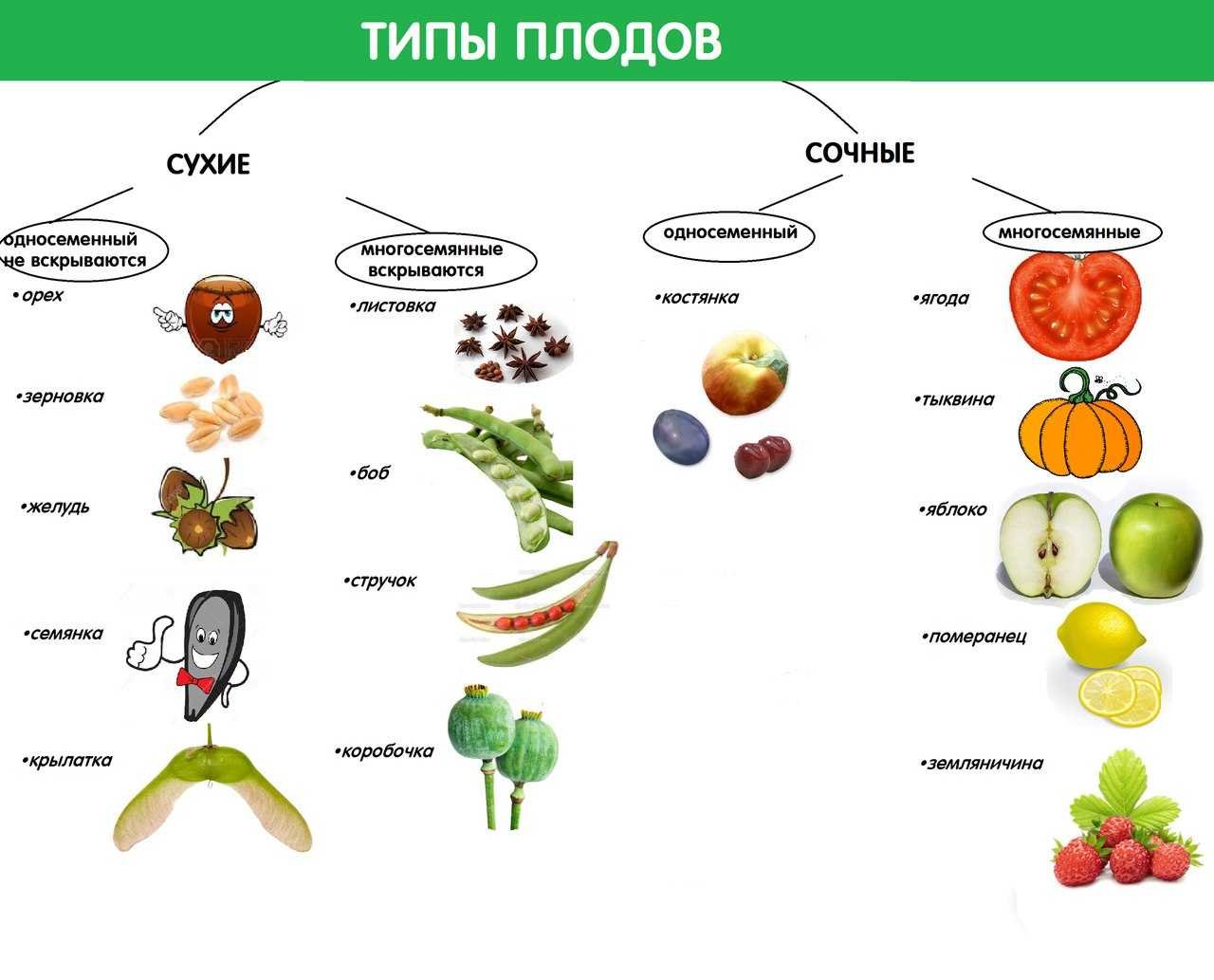 Какие из перечисленных плодов сухие. Плоды типы плодов. Схема классификация плодов 6 класс по биологии. Тип плода ягода схема. Классификация плодов сухие и сочные.