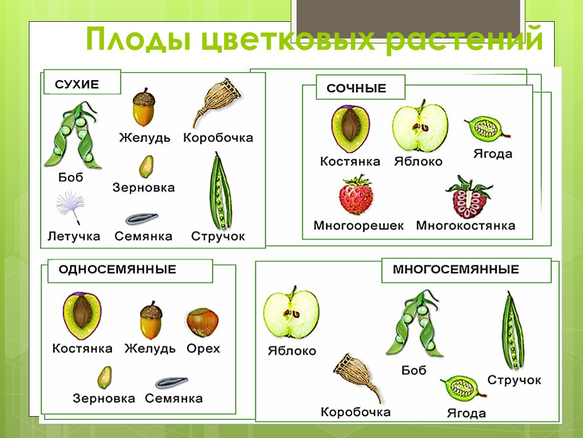 Функции типов плодов. Классификация плодов односемянные и многосемянные. Сухие плоды односемянные и многосемянные. Многосемянные плоды Зерновка. Растения с многосемянными плодами.