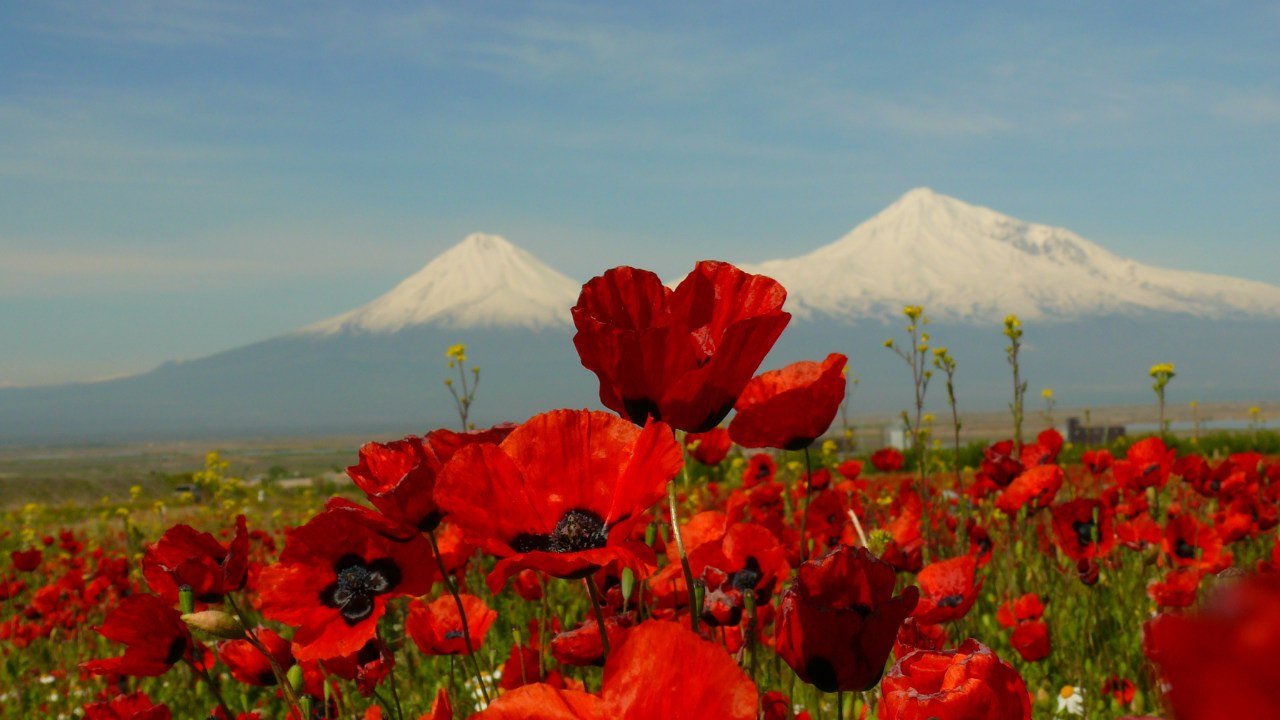 Армения гора Арарат маки