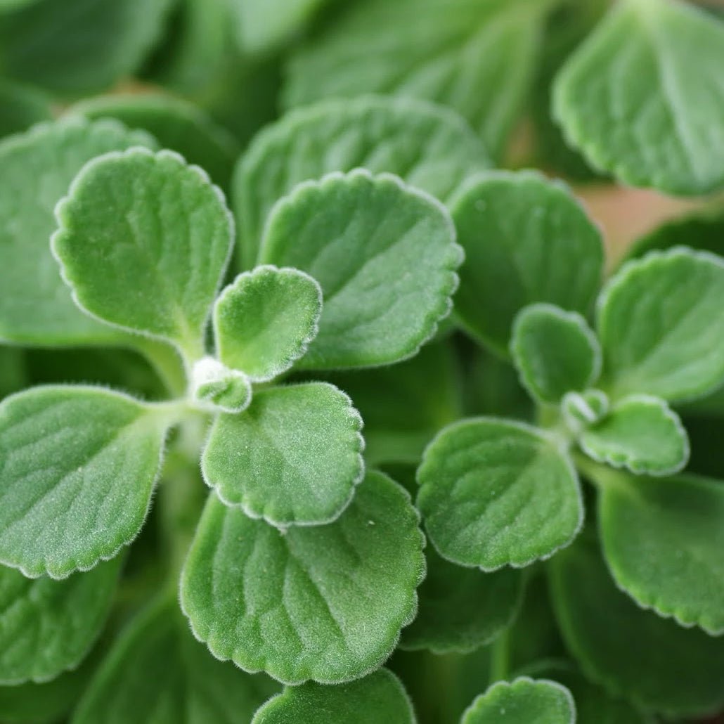 Plectranthus tomentosa