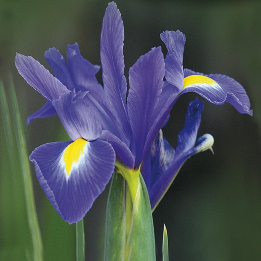 Iris germanica 'Bold Print