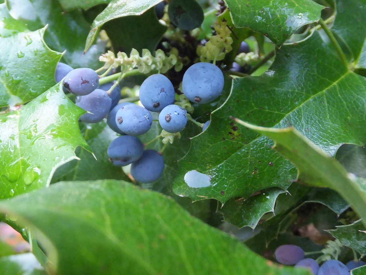 Синяя ягода кустарник как называется. Магония падуболистная ягоды. Падуб остролистный с синими ягодами. Магония падуболистная синяя. Куст Магония голубые ягоды.
