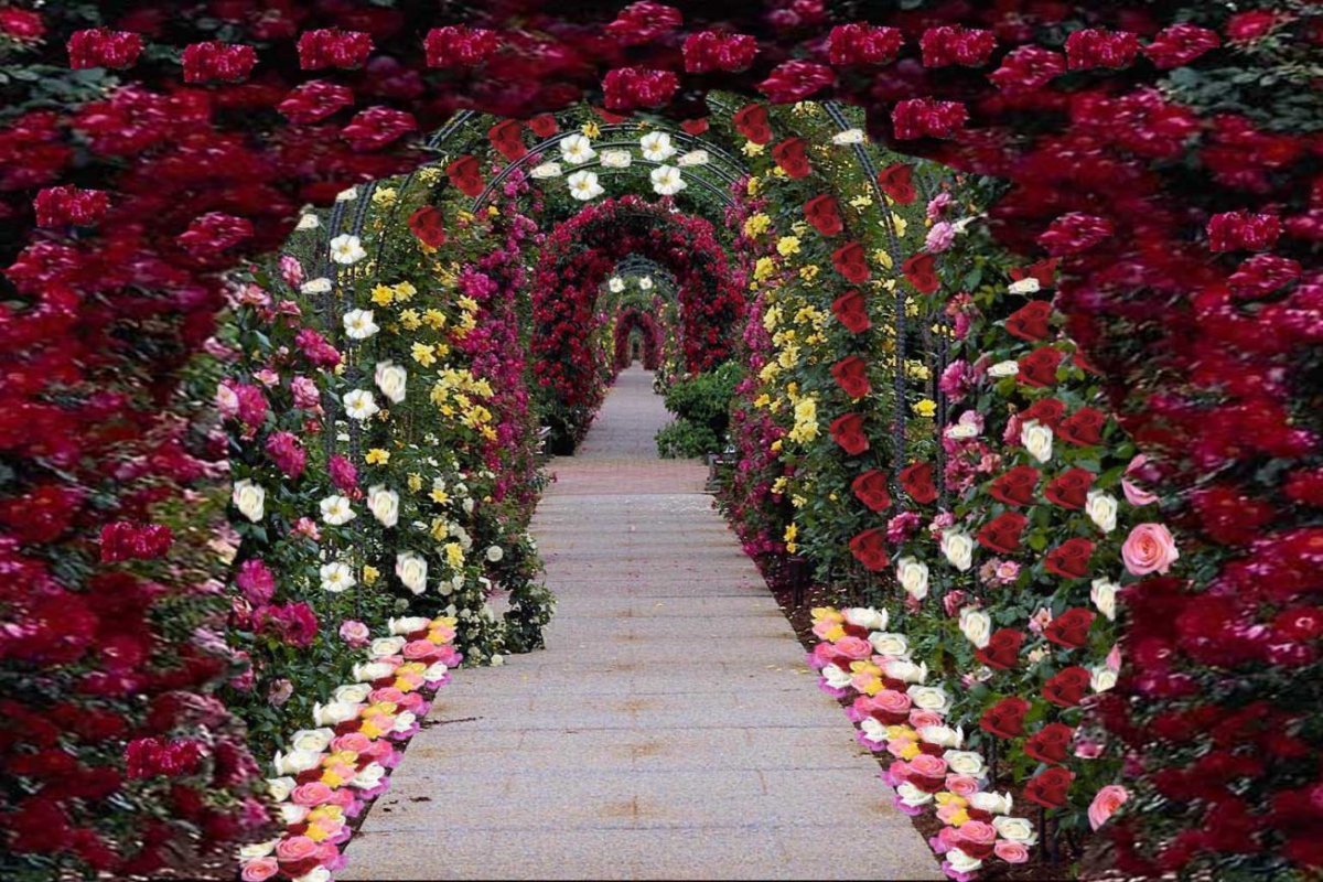 Видео сада с цветами. Аллея Гарден Роуз. Аллея роз Дрезден. Розы плетистые Гарден. Петер Хесселс ландшафтный Архитектор.